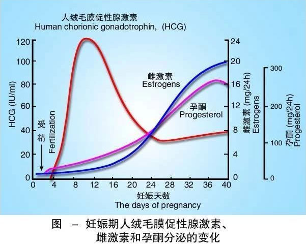 妊娠期HCG值变化示意图